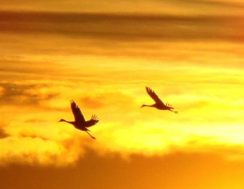 Cranes in the Golden Sunrise